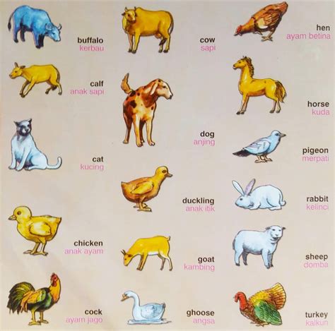 Nama Anak Binatang Dalam Bahasa Inggris