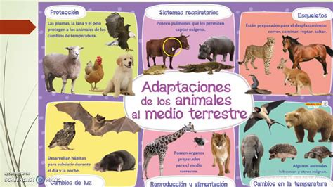 Top 164 Imagenes De Adaptaciones De Animales Destinomexicomx