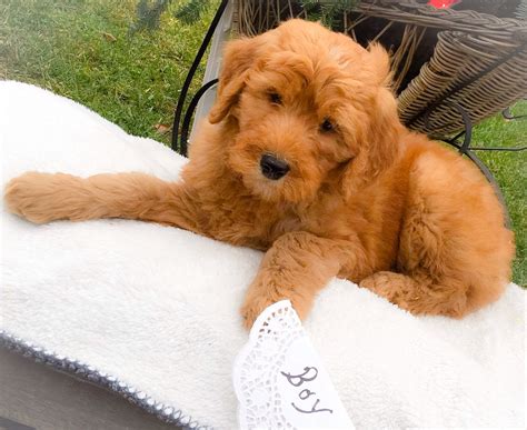 Allie's pet corner is your source for finding cute puppies in rochester ny. puppy for sale, goldendoodles for sale, puppies, ny, adopt ...