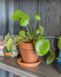 Information on growing a money plant tree money plant care if you already have a money plant tree then the question arises how to look after your moneyplant. Pilea Peperomioides (Chinese Money Plant) Care | PlantVine