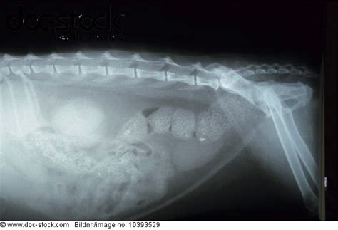 X Ray Dog Abdomen Lateral View Royalty Free Image Doc Stock