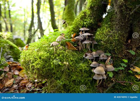 Mushrooms On Moss Stock Image Image Of Moisty Green 42074095