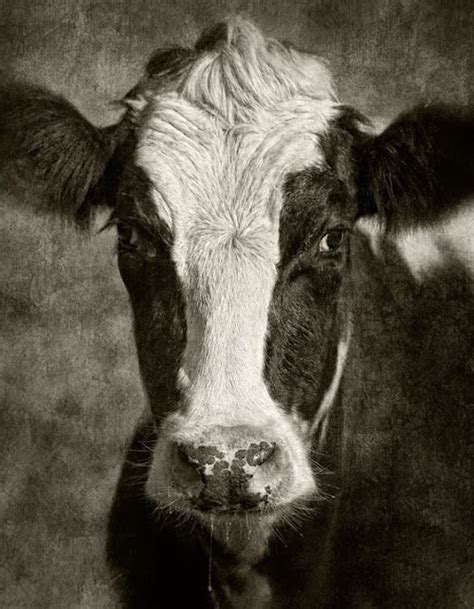 Dan Routh Photography Holsteins Sunning Cow Photography Cow