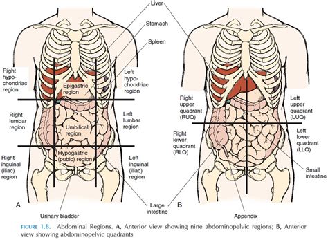 These quadrants are defined by the intersection of the saggital plane with the umbilical plane (the transverse plane through the navel). Body Regions - Massage Connection