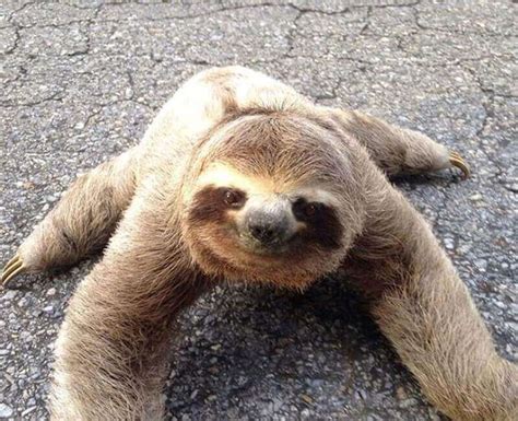 200 Names For Pet Sloths Cute Male Female And Funny Names Petpress