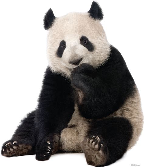 Giant Panda Cardboard Stand Up Giant Panda Baby Panda Bears Panda