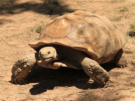 African Spurred Tortoise Alexandria Zoo