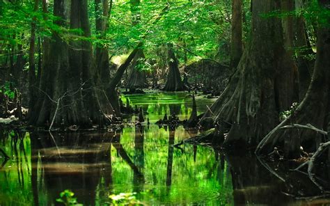 Swamp Background Wallpapersafari