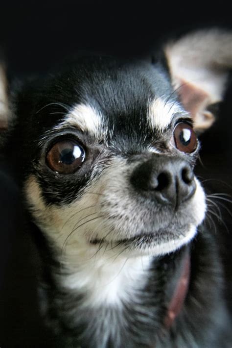 Black Chihuahua Growling Pets Lovers