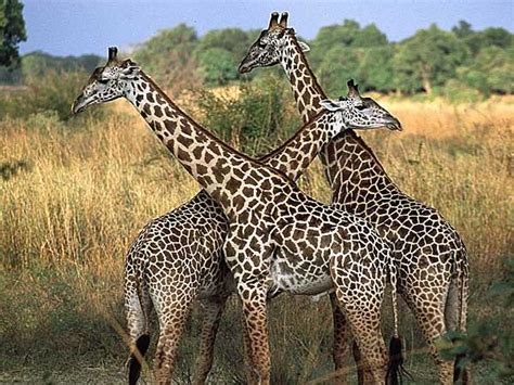 Zambia Safari In South Luangwa Responsible Travel