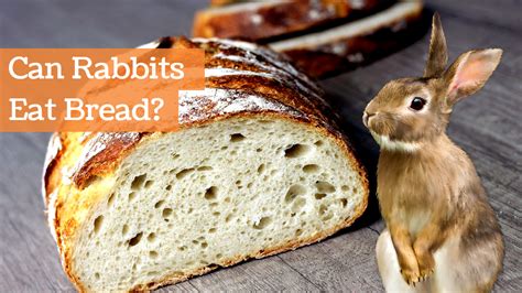 Can Rabbits Eat Bread Is It Safe Or Harmful Huffpets