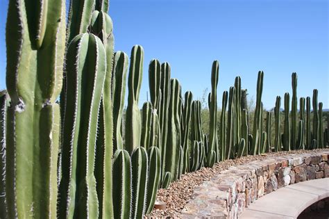 Cactus Wall Cactus Desert Pictures Cactus Plants