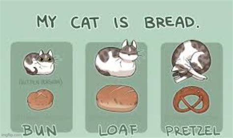 Cat Bread Imgflip