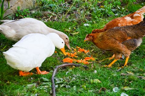 Coop Cohabitation Can Chickens And Ducks Live Together Home In The