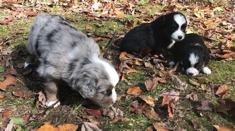 These are very cute, intelligent puppies that will become a loyal member of your family, and capture a special place in your heart, as they have with ours. Toy Australian Shepherd Puppies - YouTube