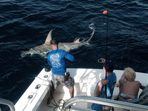 Giant Hammerhead Shark Caught Shark Fishing Season Is