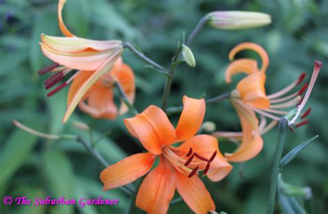 The Suburban Gardener 2012 Photos Of The Pearl Lilies
