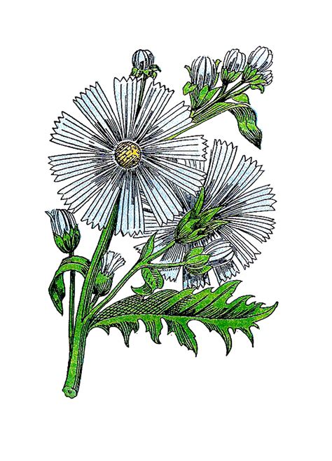 Antique Images: Vintage Herb Flower Graphic: Common Hedgewort ...