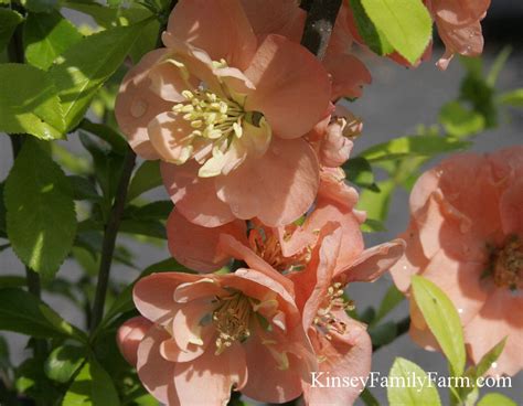 Chaenomeles x superba 'texas scarlet' is the flowering quince for you! Flowering Quince for Sale Georgia Garden | Kinsey Family Farm