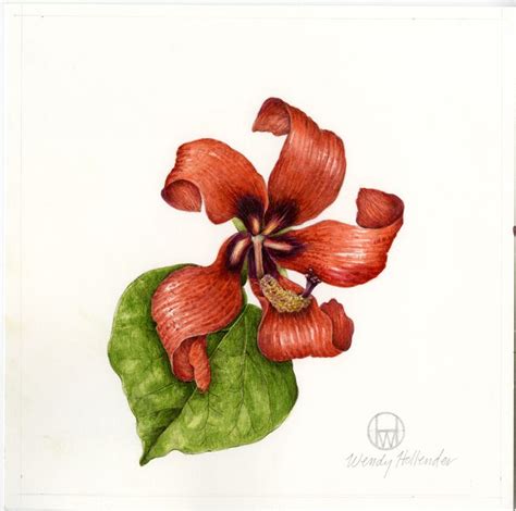 Flowers Gallery — Botanical Artist And Illustrator Learn To Draw Art