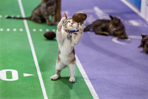 Kittenbowl Pain In The Bud