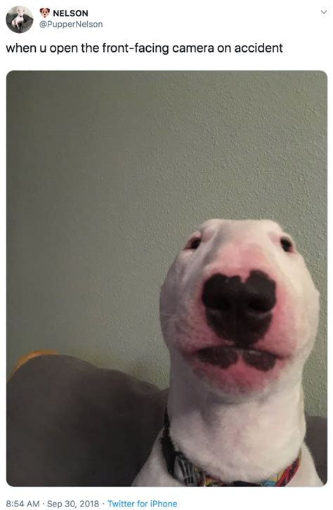 Dog Facetime Memes Apsgeyser