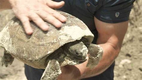 Rescuing Floridas Oldest Homebuilders The Gopher Tortoise Defenders