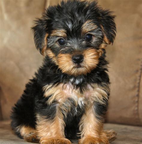 Lifespan Yorkshire Terrier Pets Of Life