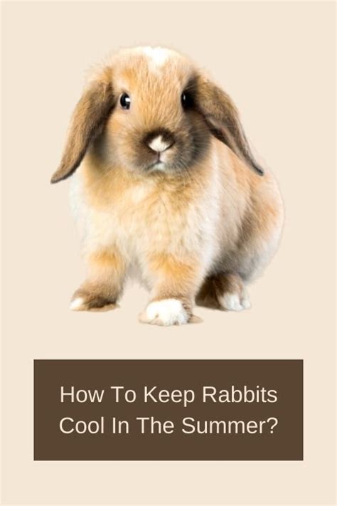 How To Keep Rabbits Cool In The Summer10 Cooling Tips