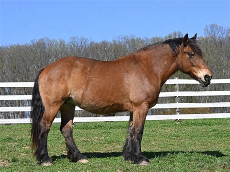 Hanna Banana — Gentle Giants