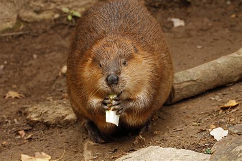 Beaver Brendanjlane Flickr
