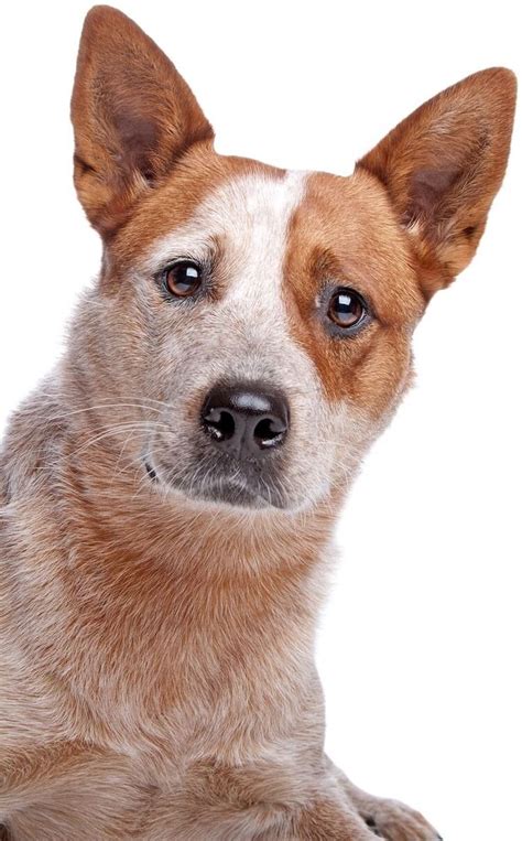 Red Heeler Dog Breed Information Temperament Appearance