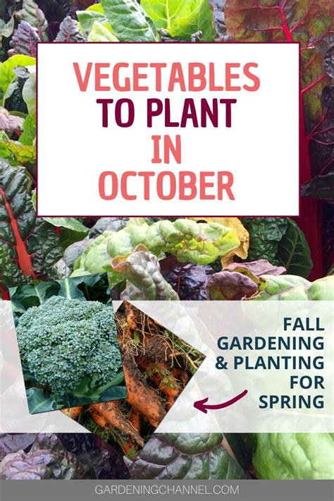 Vegetables To Plant In October Gardening Channel Fall Garden