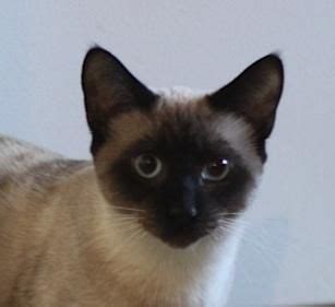 Austin humane society 124 w. Adopt Jasper and Alice on | Oriental cat, Siamese cats, Cats