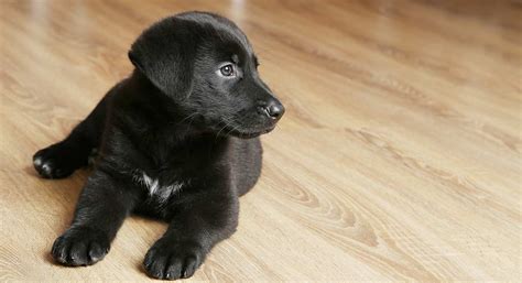 Stop Your Puppy Crying Great Tips For Settling New Puppies Day And Night