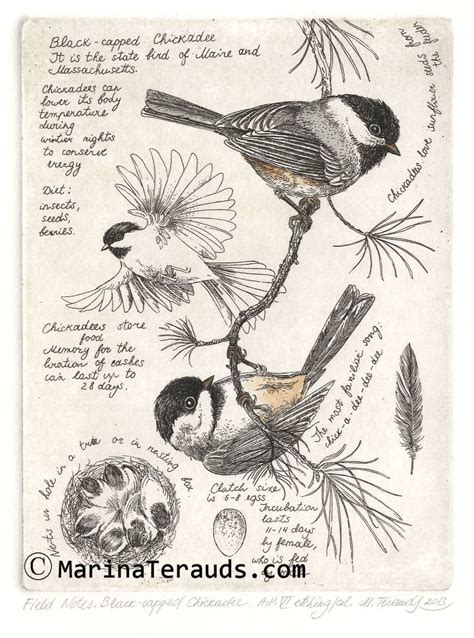 Sketch Book Bird Sketch Vogel Illustration Botanical Illustration