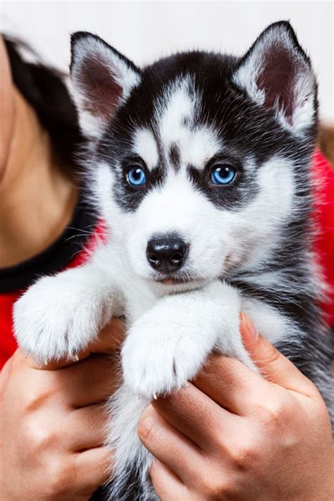 The white siberian husky puppy is one of the most demanded and popular dog breeds available in the market. Companion Animal Psychology: Do Dogs with Baby Expressions get Adopted Sooner, and What Does it ...