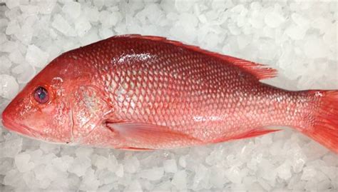 Kari pekat ikan merah nostalgia kampung halaman. 3 Resepi Masak Asam Pedas Ikan Merah, Pari, Tenggiri dan ...