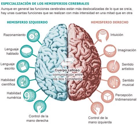 Neuropsicología Partes Del Cerebro Y Funciones