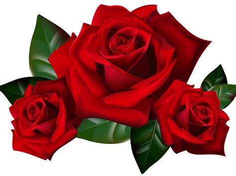Red Roses Png Clipart Picture Hd Desktop Wallpaper Widescreen