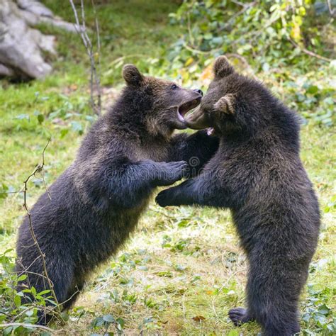 Two Brown Bear Cubs Play Fighting Stock Photo Image Of Finnish Small