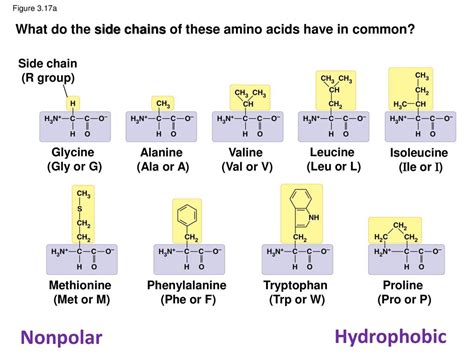 Do Hydrophobic Amino Acids Have Nonpolar Side Chains Houndopec