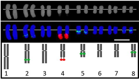 Figure 1 From Early Sex Chromosome Evolution In The Diploid Dioecious Plant Mercurialis Annua