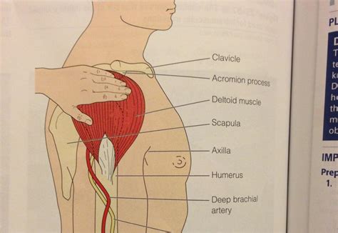 Flu, shingles, mmr, pneumonia, meningitis, tetanus, tdap Chapter 29 Medications at Northampton Community College - StudyBlue