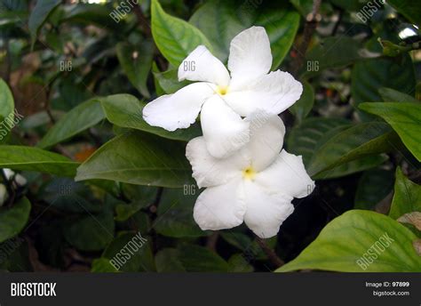 Sedap Malam Flower Image And Photo Free Trial Bigstock