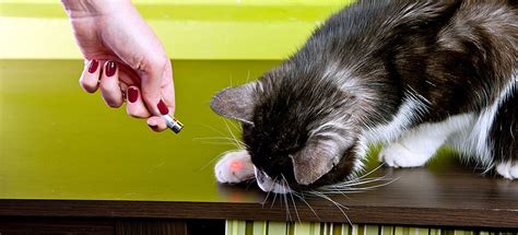 5 Things You Do That Your Cat Secretly Hates Pdsa