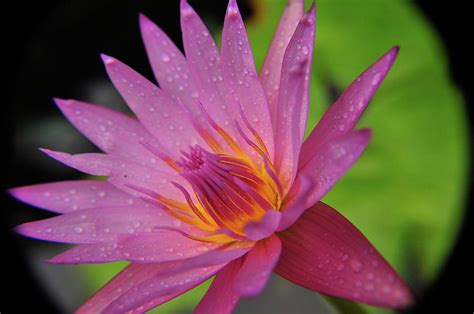 Indian Pink Lily Photograph By Bob Seshadri Fine Art America