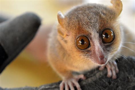 Mouse Lemurs May Provide Insight Into Human Behaviour And Well Being