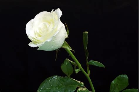 Download Gratis 88 Gambar Bunga Mawar Putih Hd Gambar