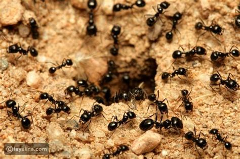 تفسير حلم النمل الأسود